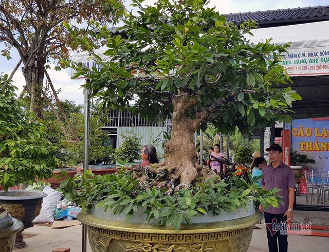 Mai vàng trăm tuổi gốc dát vàng, trả 2 tỷ đồng chưa bán-1