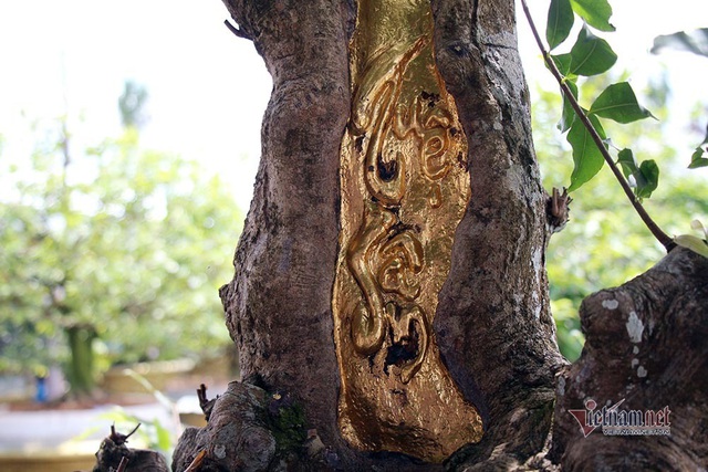 Mai vàng trăm tuổi gốc dát vàng, trả 2 tỷ đồng chưa bán-2