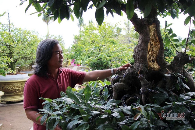 Mai vàng trăm tuổi gốc dát vàng, trả 2 tỷ đồng chưa bán-3