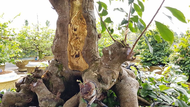 Mai vàng trăm tuổi gốc dát vàng, trả 2 tỷ đồng chưa bán-4