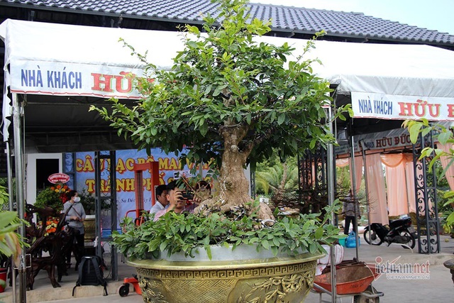 Mai vàng trăm tuổi gốc dát vàng, trả 2 tỷ đồng chưa bán-5