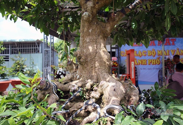 Mai vàng trăm tuổi gốc dát vàng, trả 2 tỷ đồng chưa bán-6