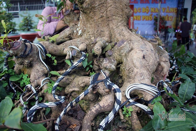 Mai vàng trăm tuổi gốc dát vàng, trả 2 tỷ đồng chưa bán-7