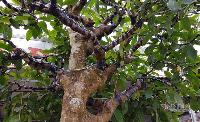 Mai vàng trăm tuổi gốc dát vàng, trả 2 tỷ đồng chưa bán-8