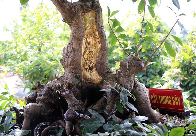 Mai vàng trăm tuổi gốc dát vàng, trả 2 tỷ đồng chưa bán-9