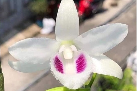 Bốn trò ‘bẩn’ của nhà vườn khiến người chơi lan 'ăn' trái đắng