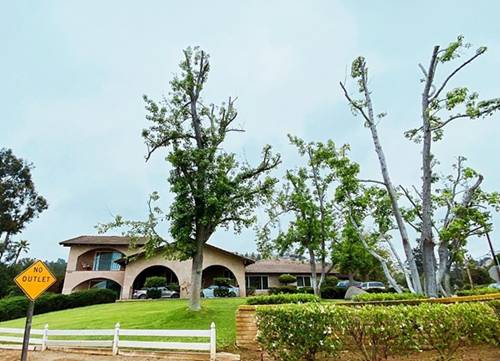 Lấy chồng giàu, mẹ Việt sang Mỹ quản lý sòng bài, làm vườn cây 4000m2 sai trĩu trịt-1