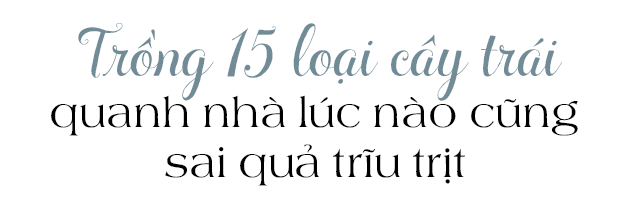 Lấy chồng giàu, mẹ Việt sang Mỹ quản lý sòng bài, làm vườn cây 4000m2 sai trĩu trịt-12