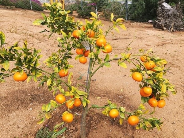 Lấy chồng giàu, mẹ Việt sang Mỹ quản lý sòng bài, làm vườn cây 4000m2 sai trĩu trịt-15