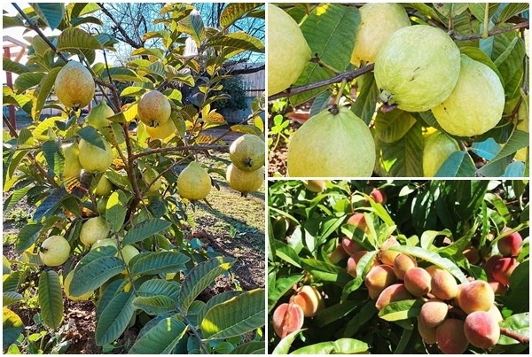 Lấy chồng giàu, mẹ Việt sang Mỹ quản lý sòng bài, làm vườn cây 4000m2 sai trĩu trịt-16