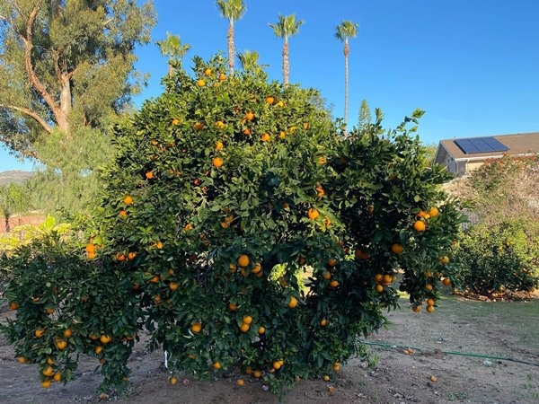 Lấy chồng giàu, mẹ Việt sang Mỹ quản lý sòng bài, làm vườn cây 4000m2 sai trĩu trịt-17