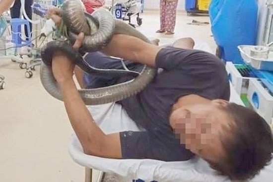 Vì sao phải mang rắn độc đến bệnh viện sau khi bị cắn?