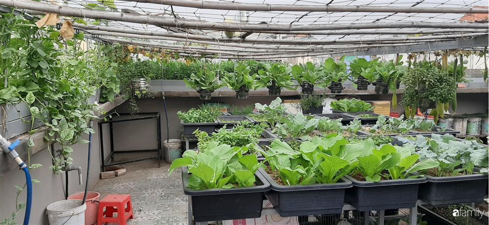 Nông trại chăn nuôi chim cút và trồng đầy cây trái trên sân thượng 90m² của con trai làm để tặng mẹ ở Sài Gòn-1