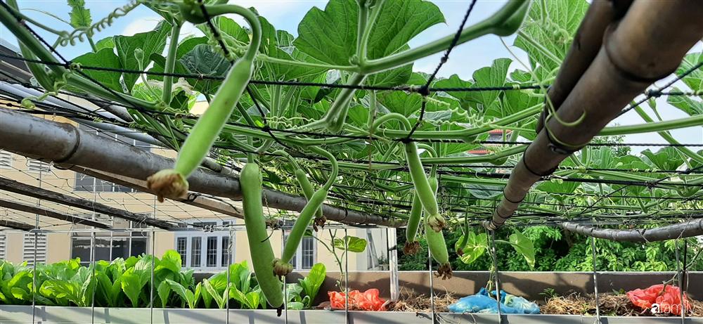 Nông trại chăn nuôi chim cút và trồng đầy cây trái trên sân thượng 90m² của con trai làm để tặng mẹ ở Sài Gòn-2