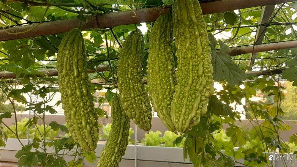 Nông trại chăn nuôi chim cút và trồng đầy cây trái trên sân thượng 90m² của con trai làm để tặng mẹ ở Sài Gòn-3