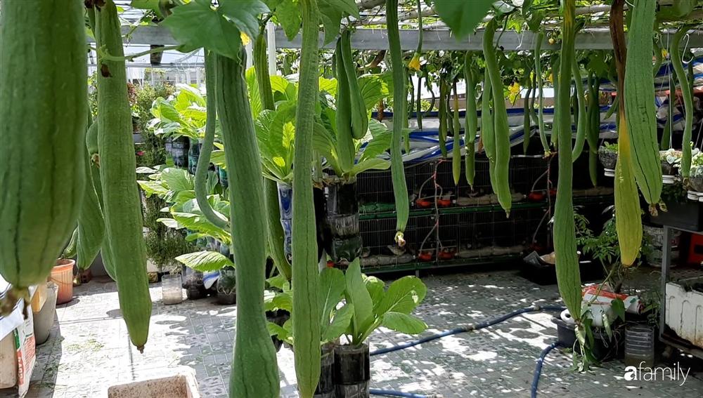 Nông trại chăn nuôi chim cút và trồng đầy cây trái trên sân thượng 90m² của con trai làm để tặng mẹ ở Sài Gòn-4