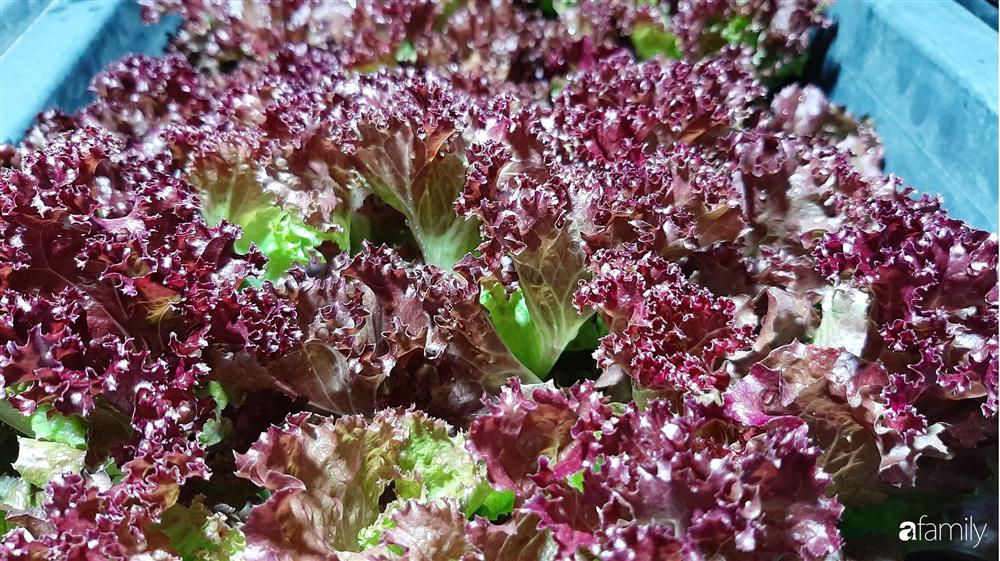 Nông trại chăn nuôi chim cút và trồng đầy cây trái trên sân thượng 90m² của con trai làm để tặng mẹ ở Sài Gòn-5