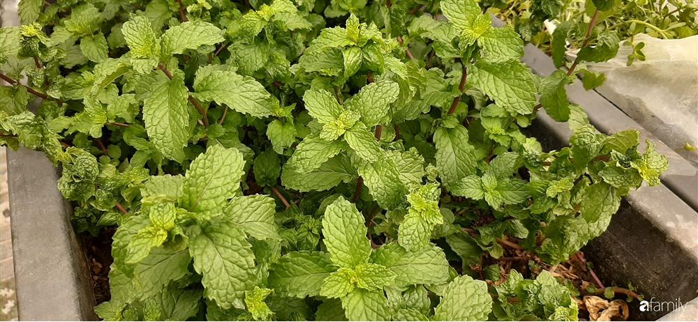 Nông trại chăn nuôi chim cút và trồng đầy cây trái trên sân thượng 90m² của con trai làm để tặng mẹ ở Sài Gòn-6