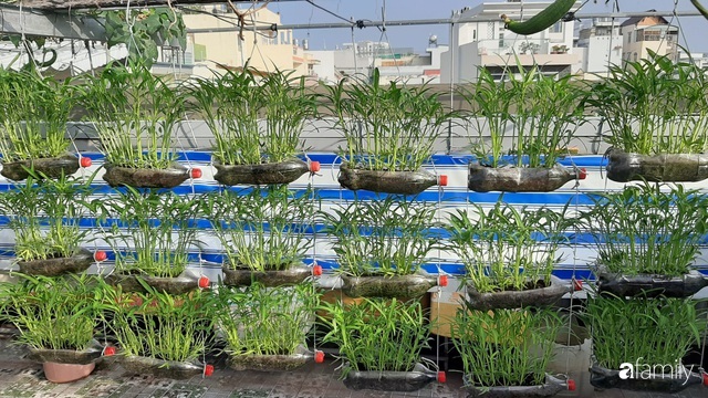 Nông trại chăn nuôi chim cút và trồng đầy cây trái trên sân thượng 90m² của con trai làm để tặng mẹ ở Sài Gòn-8