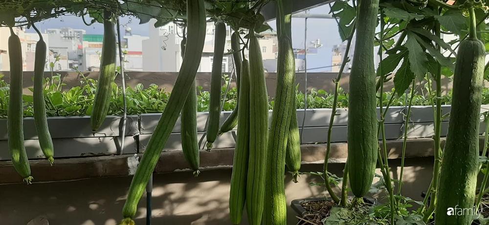 Nông trại chăn nuôi chim cút và trồng đầy cây trái trên sân thượng 90m² của con trai làm để tặng mẹ ở Sài Gòn-9