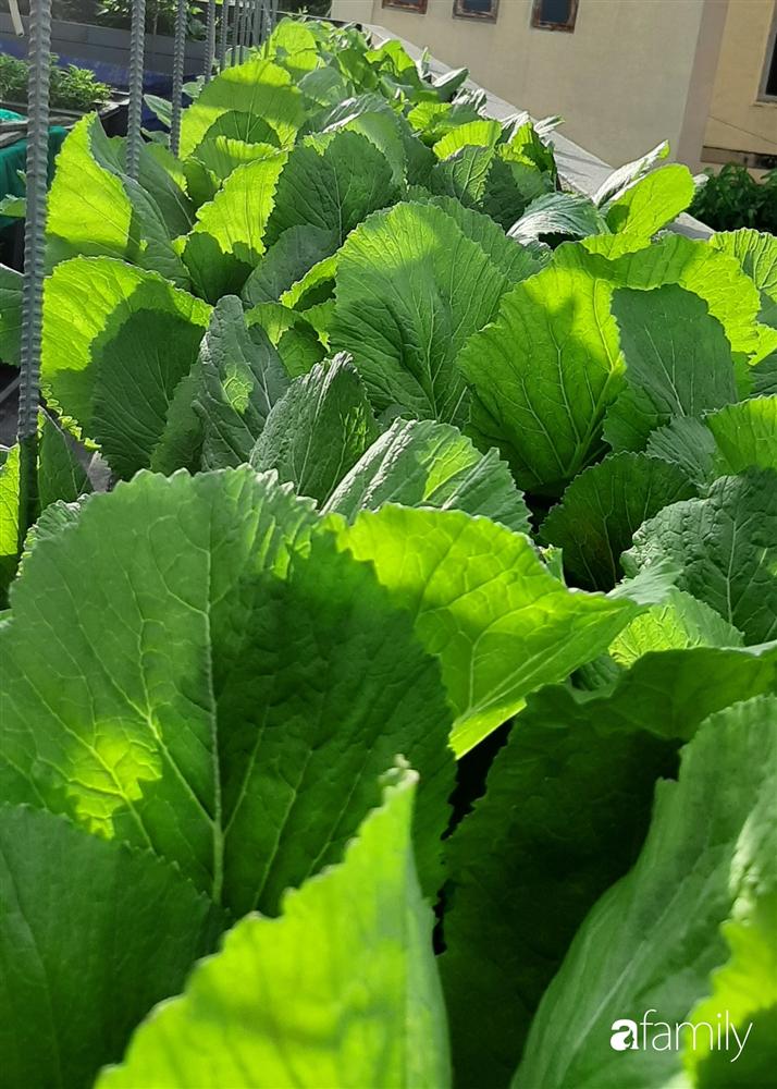 Nông trại chăn nuôi chim cút và trồng đầy cây trái trên sân thượng 90m² của con trai làm để tặng mẹ ở Sài Gòn-10