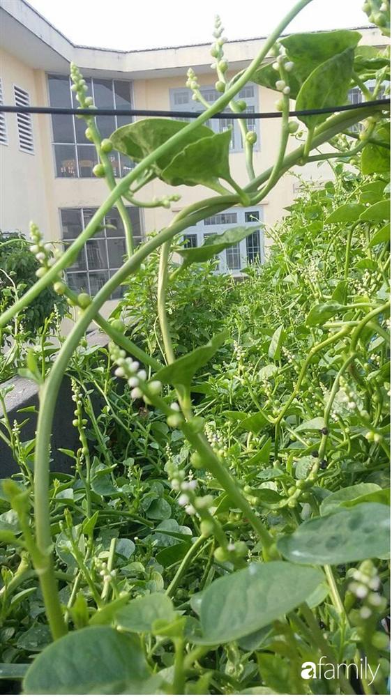 Nông trại chăn nuôi chim cút và trồng đầy cây trái trên sân thượng 90m² của con trai làm để tặng mẹ ở Sài Gòn-11