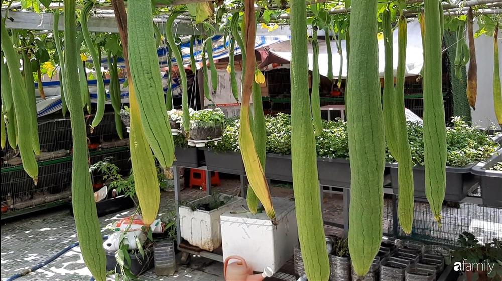Nông trại chăn nuôi chim cút và trồng đầy cây trái trên sân thượng 90m² của con trai làm để tặng mẹ ở Sài Gòn-12