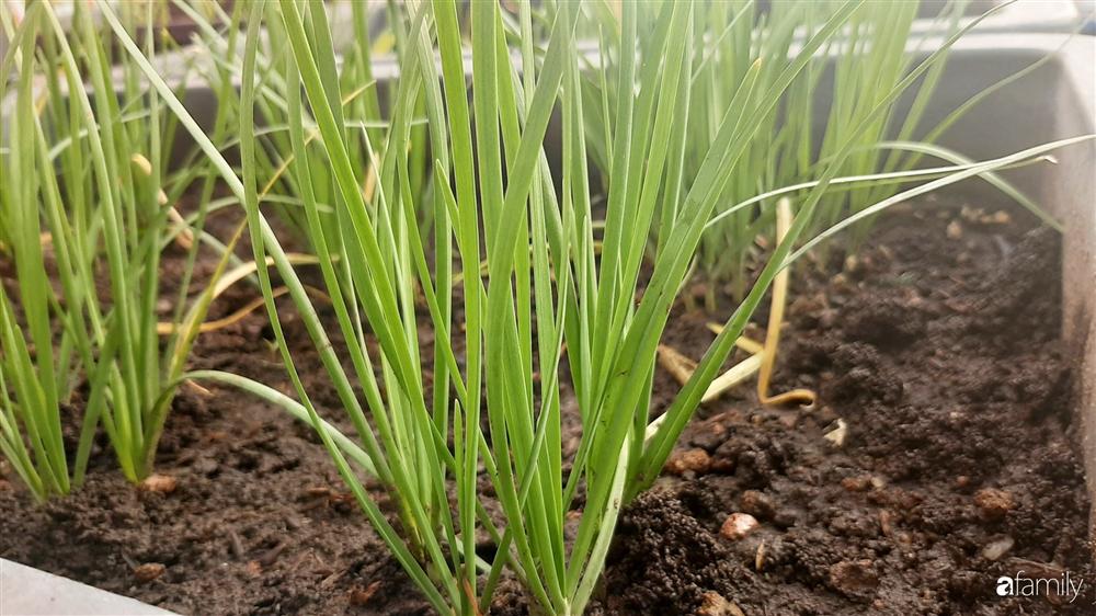 Nông trại chăn nuôi chim cút và trồng đầy cây trái trên sân thượng 90m² của con trai làm để tặng mẹ ở Sài Gòn-13