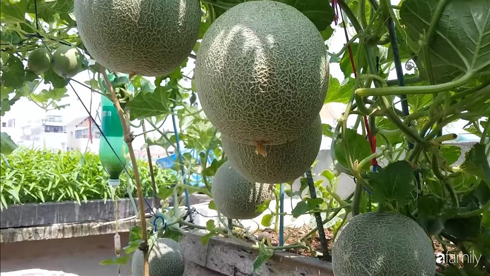 Nông trại chăn nuôi chim cút và trồng đầy cây trái trên sân thượng 90m² của con trai làm để tặng mẹ ở Sài Gòn-14