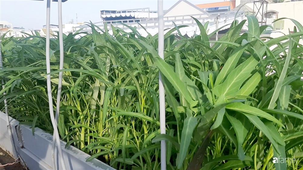 Nông trại chăn nuôi chim cút và trồng đầy cây trái trên sân thượng 90m² của con trai làm để tặng mẹ ở Sài Gòn-15