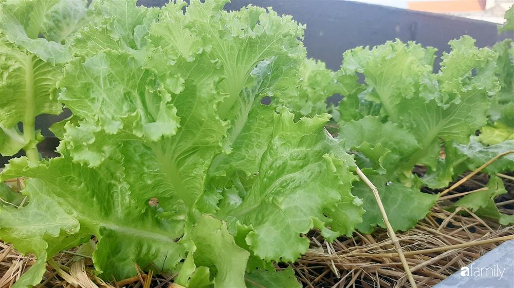 Nông trại chăn nuôi chim cút và trồng đầy cây trái trên sân thượng 90m² của con trai làm để tặng mẹ ở Sài Gòn-16