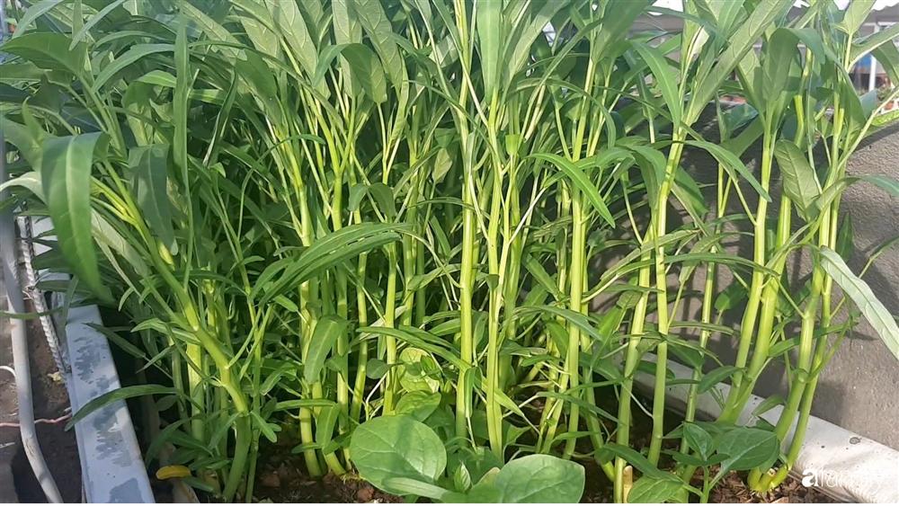 Nông trại chăn nuôi chim cút và trồng đầy cây trái trên sân thượng 90m² của con trai làm để tặng mẹ ở Sài Gòn-17