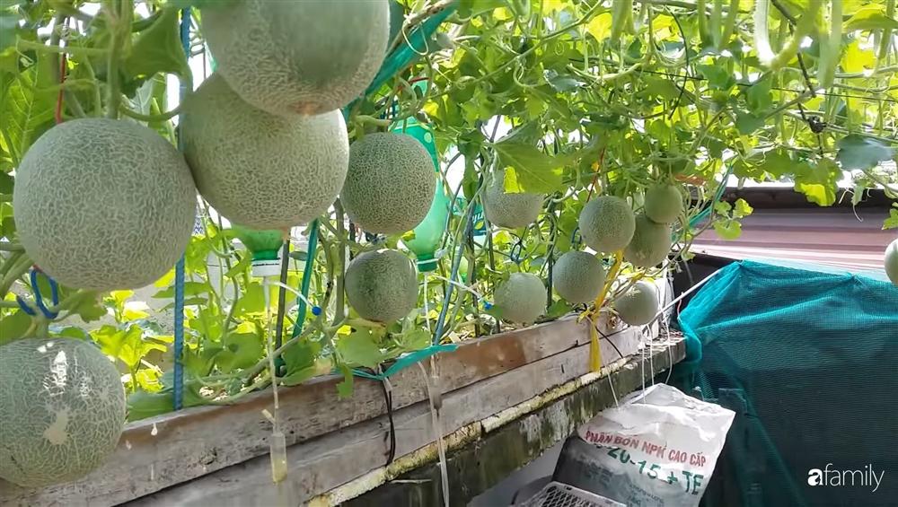 Nông trại chăn nuôi chim cút và trồng đầy cây trái trên sân thượng 90m² của con trai làm để tặng mẹ ở Sài Gòn-18