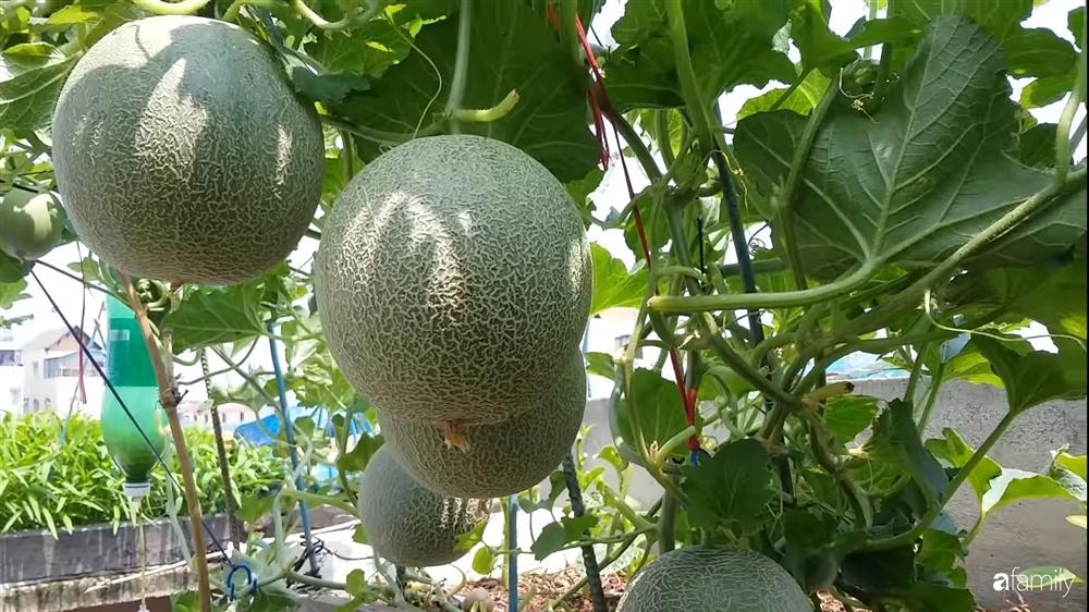 Nông trại chăn nuôi chim cút và trồng đầy cây trái trên sân thượng 90m² của con trai làm để tặng mẹ ở Sài Gòn-19