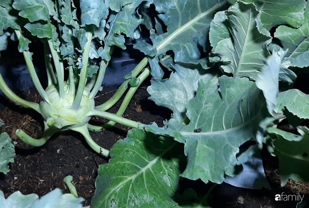 Nông trại chăn nuôi chim cút và trồng đầy cây trái trên sân thượng 90m² của con trai làm để tặng mẹ ở Sài Gòn-20