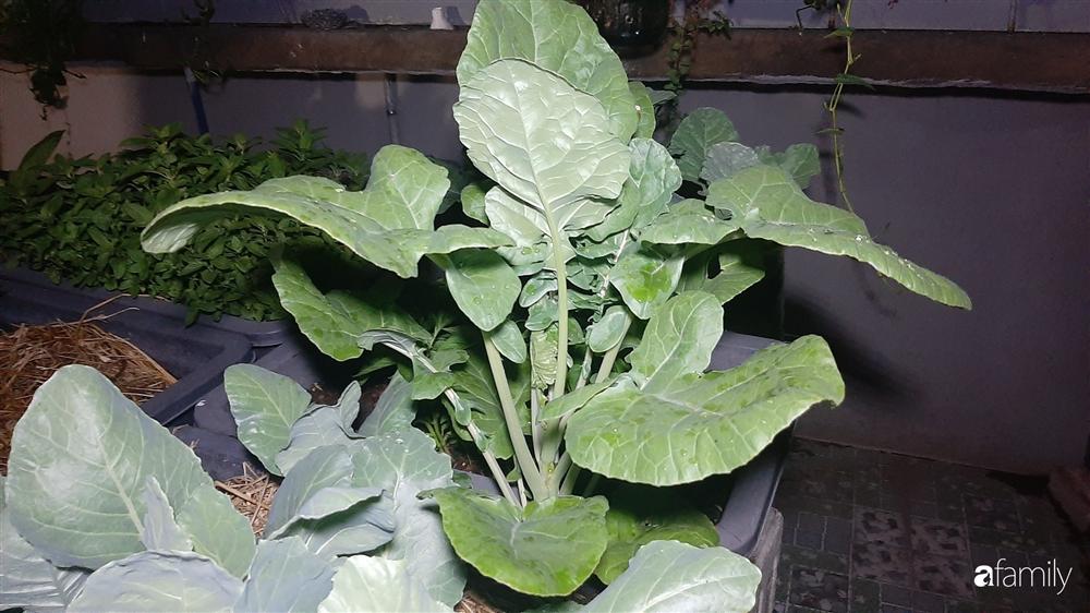 Nông trại chăn nuôi chim cút và trồng đầy cây trái trên sân thượng 90m² của con trai làm để tặng mẹ ở Sài Gòn-21