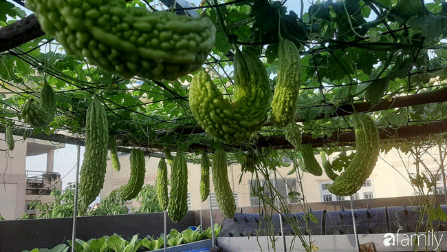 Nông trại chăn nuôi chim cút và trồng đầy cây trái trên sân thượng 90m² của con trai làm để tặng mẹ ở Sài Gòn-22