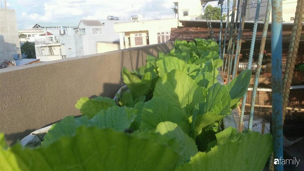 Nông trại chăn nuôi chim cút và trồng đầy cây trái trên sân thượng 90m² của con trai làm để tặng mẹ ở Sài Gòn-23