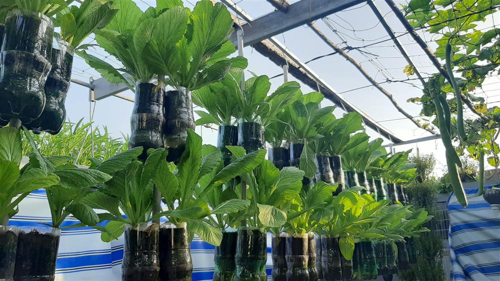 Nông trại chăn nuôi chim cút và trồng đầy cây trái trên sân thượng 90m² của con trai làm để tặng mẹ ở Sài Gòn-24