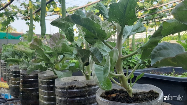 Nông trại chăn nuôi chim cút và trồng đầy cây trái trên sân thượng 90m² của con trai làm để tặng mẹ ở Sài Gòn-25