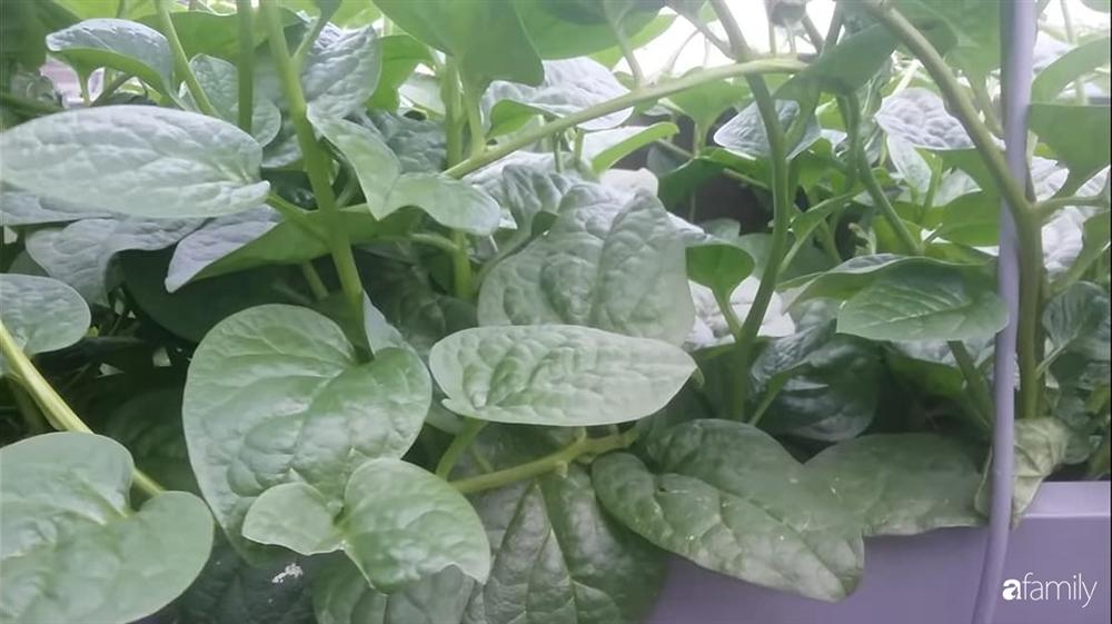 Nông trại chăn nuôi chim cút và trồng đầy cây trái trên sân thượng 90m² của con trai làm để tặng mẹ ở Sài Gòn-26