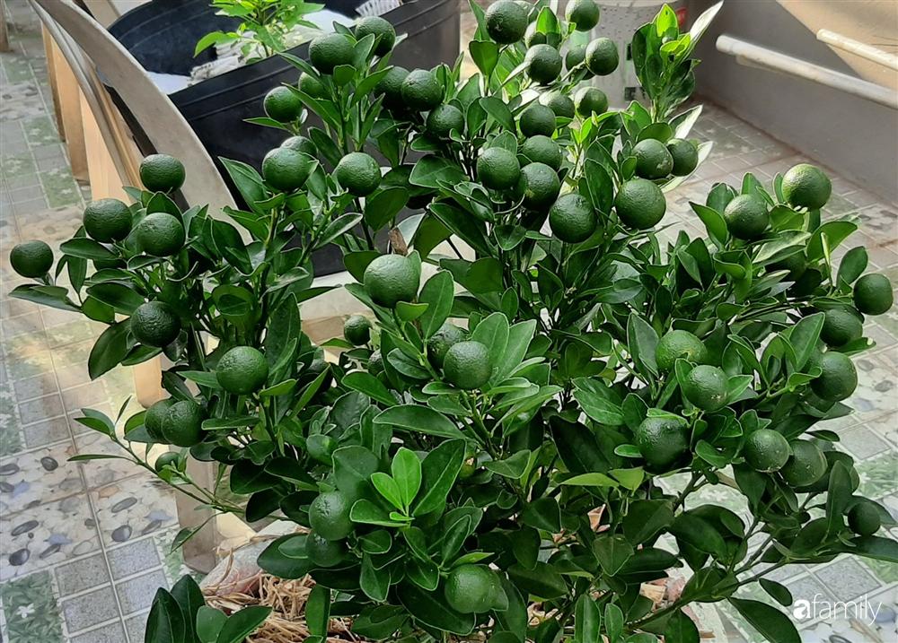 Nông trại chăn nuôi chim cút và trồng đầy cây trái trên sân thượng 90m² của con trai làm để tặng mẹ ở Sài Gòn-27