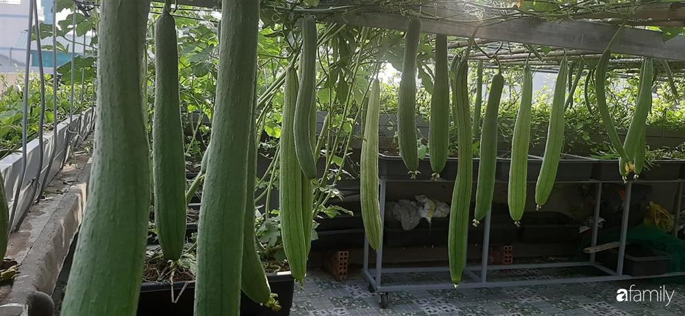 Nông trại chăn nuôi chim cút và trồng đầy cây trái trên sân thượng 90m² của con trai làm để tặng mẹ ở Sài Gòn-28