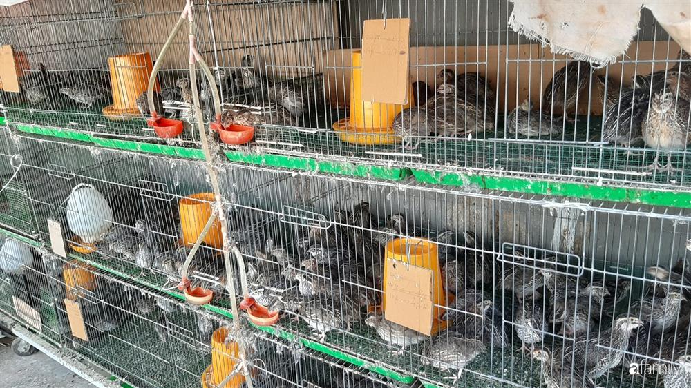 Nông trại chăn nuôi chim cút và trồng đầy cây trái trên sân thượng 90m² của con trai làm để tặng mẹ ở Sài Gòn-31