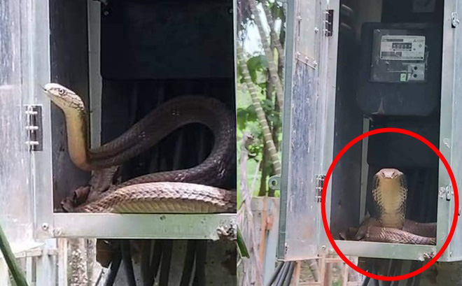 Phút hoảng hồn khi mở tủ điện: Bé Na nằm cuộn bên trong, hồn nhiên vươn đầu ra sưởi nắng-1