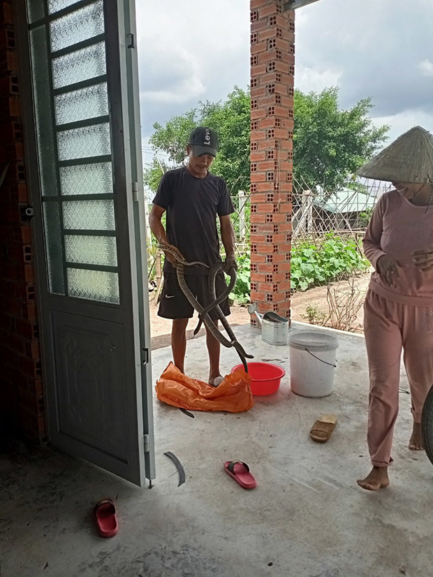 Gia cảnh khó khăn của người đàn ông cầm đầu rắn hổ mang vào bệnh viện cấp cứu: Bị tai nạn giao thông, đi bắt rắn chạy ăn từng bữa-2