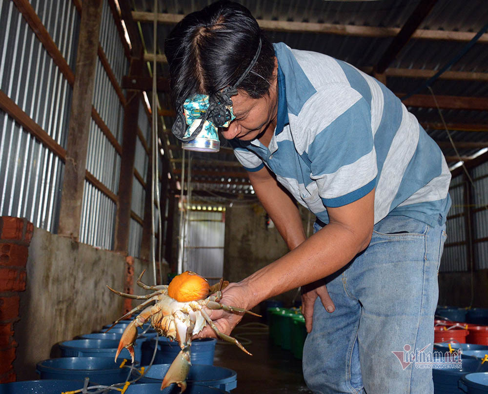 Độc nhất miền Tây: Vỗ béo cua gạch bán tiền triệu mỗi con-1