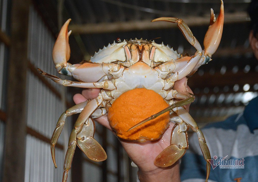 Độc nhất miền Tây: Vỗ béo cua gạch bán tiền triệu mỗi con-6