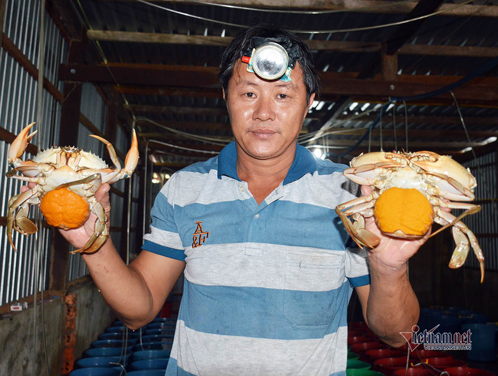 Độc nhất miền Tây: Vỗ béo cua gạch bán tiền triệu mỗi con-7