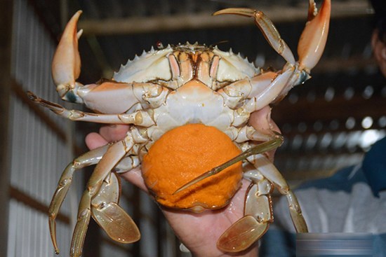 Độc nhất miền Tây: Vỗ béo cua gạch bán tiền triệu mỗi con